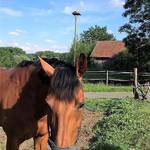 Draschwitzer Pferd (Foto: Corina Trummer) [(c) Gemeinde Elsteraue]