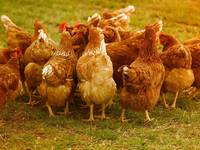 chickens-4145198_1280.jpg