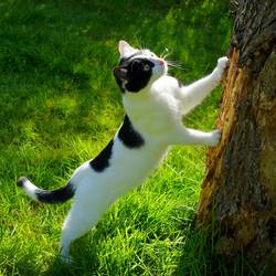 Petition des Tierschutz Zeitz e.V.