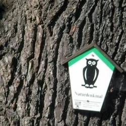 2023_02_17_schild_naturdenkmal_mittel_.jpg 2023_02_17_schild_naturdenkmal_mittel_.jpg