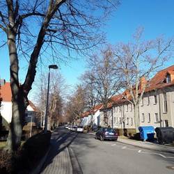 Anwohnerinformation zu Baumpflegearbeiten in der Friedensstra&szlig;e