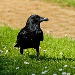 Information zu Saatkrähenkolonien Information zu Saatkrähenkolonien