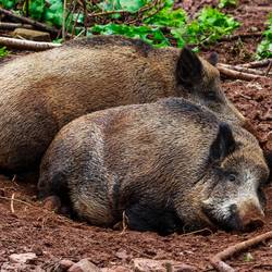 Schutz vor der Afrikanischen Schweinepest / Informationen an alle Schweinehalter